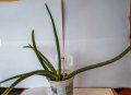 Алое вера (Aloe vera), снимка 2