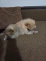 Продавам померан , снимка 2