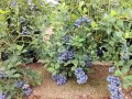 Американска синя боровинка 5 годишни растения