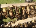 Пчелни отводки, снимка 2