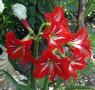 👉👉👉 Кичест Амаралис /Amaryllis Belladonna/ 👌👌👌 грудки, снимка 1 - Градински цветя и растения - 40065079
