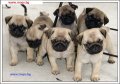 Единствено Мопс България ООД предлага на българския пазар чистокръвни бебета Мопс с родословие, снимка 5