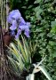  Ирис, Перуника германика (Iris germanica) - синьото око на градината, снимка 2