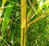 Бамбук Вивакс жълт Phyllostachys vivax 'Aureocaulis' , снимка 6