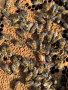 Презимували пчелни майки 2023г., снимка 1 - За пчели - 44909300
