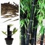 100 бр бамбукови семена градински растения Черен цвят бамбук Moso-Bamboo за декорация на градината д, снимка 13