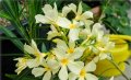 Nerium oleander Yellow(Олеандер Жълт), снимка 1 - Градински цветя и растения - 43909032