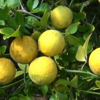 Див лимон (Poncirus trifoliata), снимка 4 - Разсади - 33037314