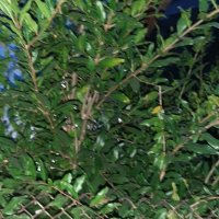 НАР за отглеждане  - Студоустойчив , сорт Wonderful , снимка 9 - Градински цветя и растения - 26452117