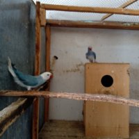 Продавам папагали малък Александър., снимка 7 - Папагали - 40129767