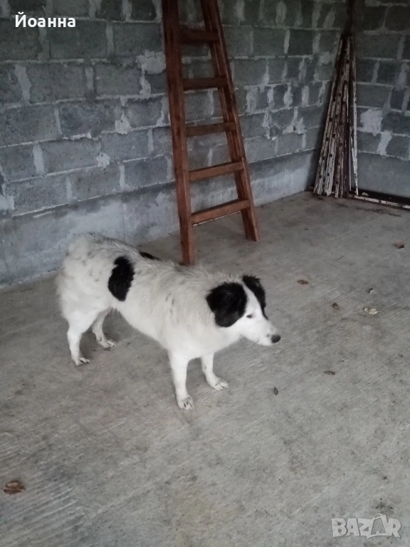 Чистокръвна каракачанка, снимка 1