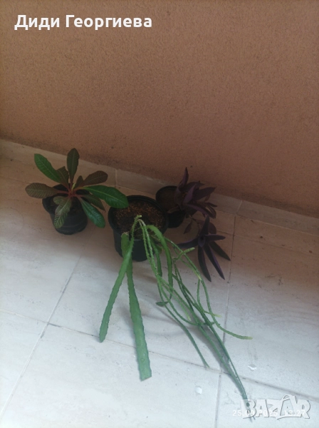 Саксийни, стайни растения , снимка 1