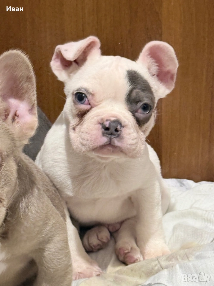 Френски булдог, снимка 1