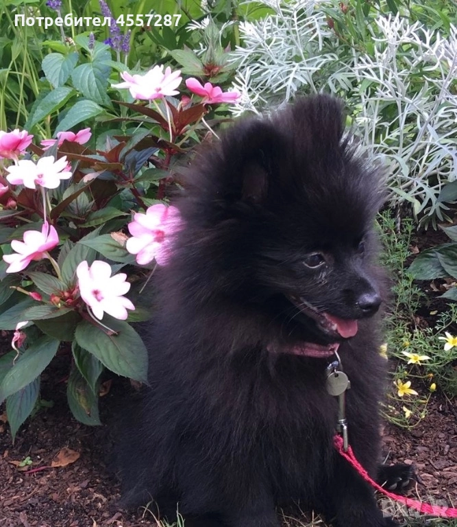 Померански шоколадов шпиц!, снимка 1