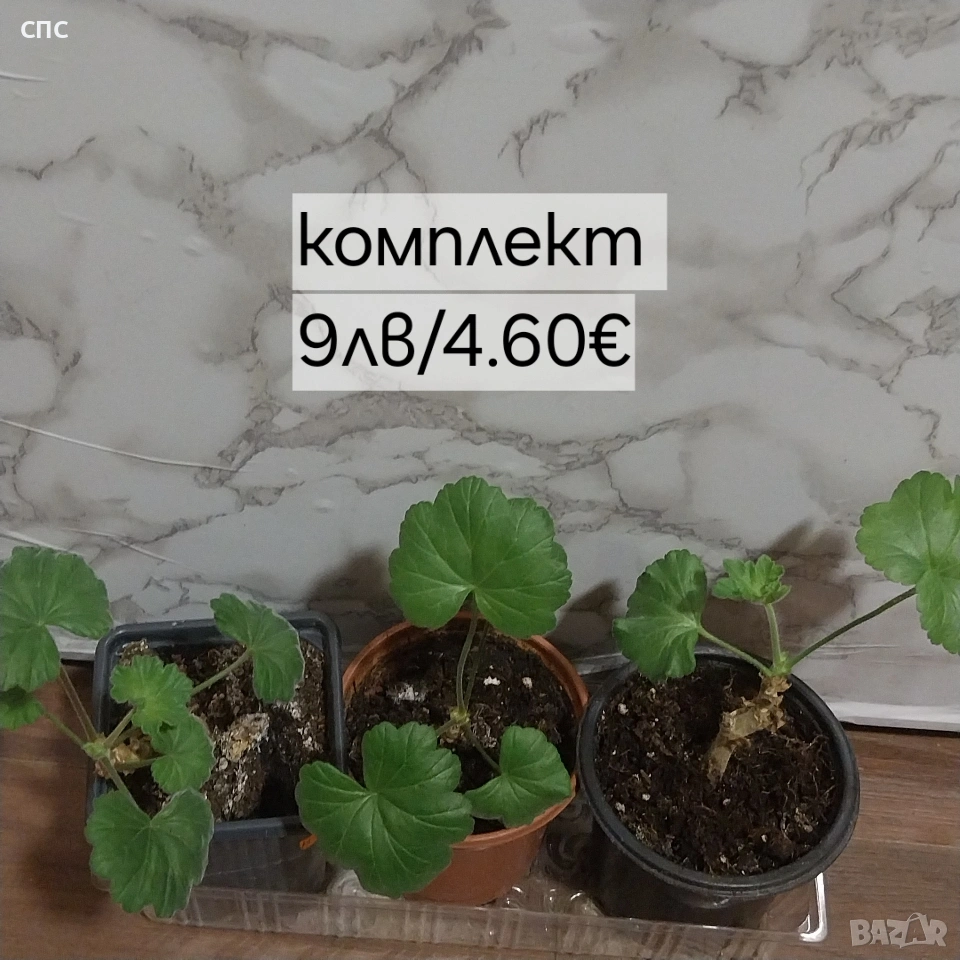 комплект мушкато , снимка 1