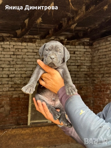 Продавам чистокръвни кученца Кане Корсо, снимка 1