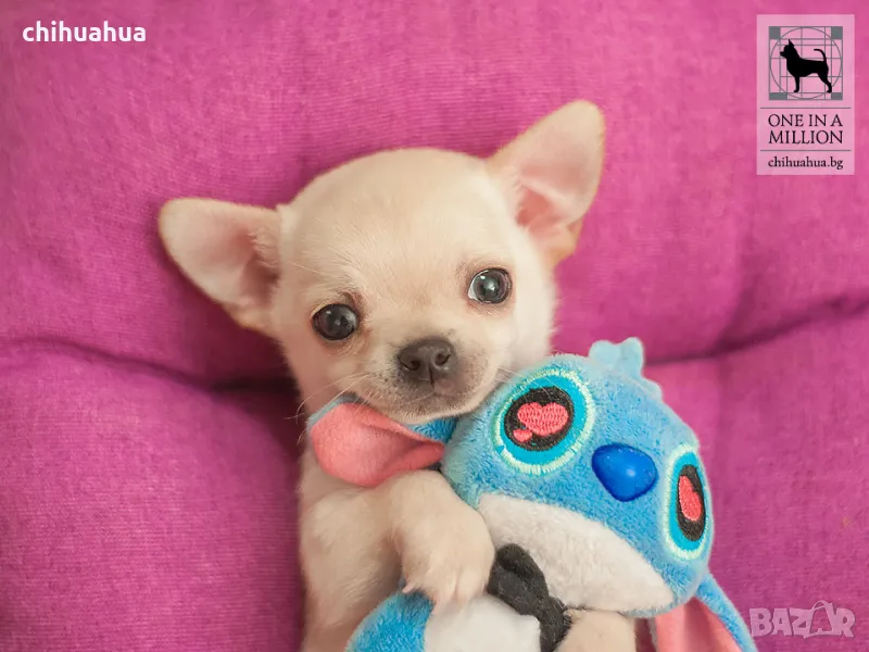 Чихуахуа с FCI родословия от ONE IN A MILLION, снимка 1