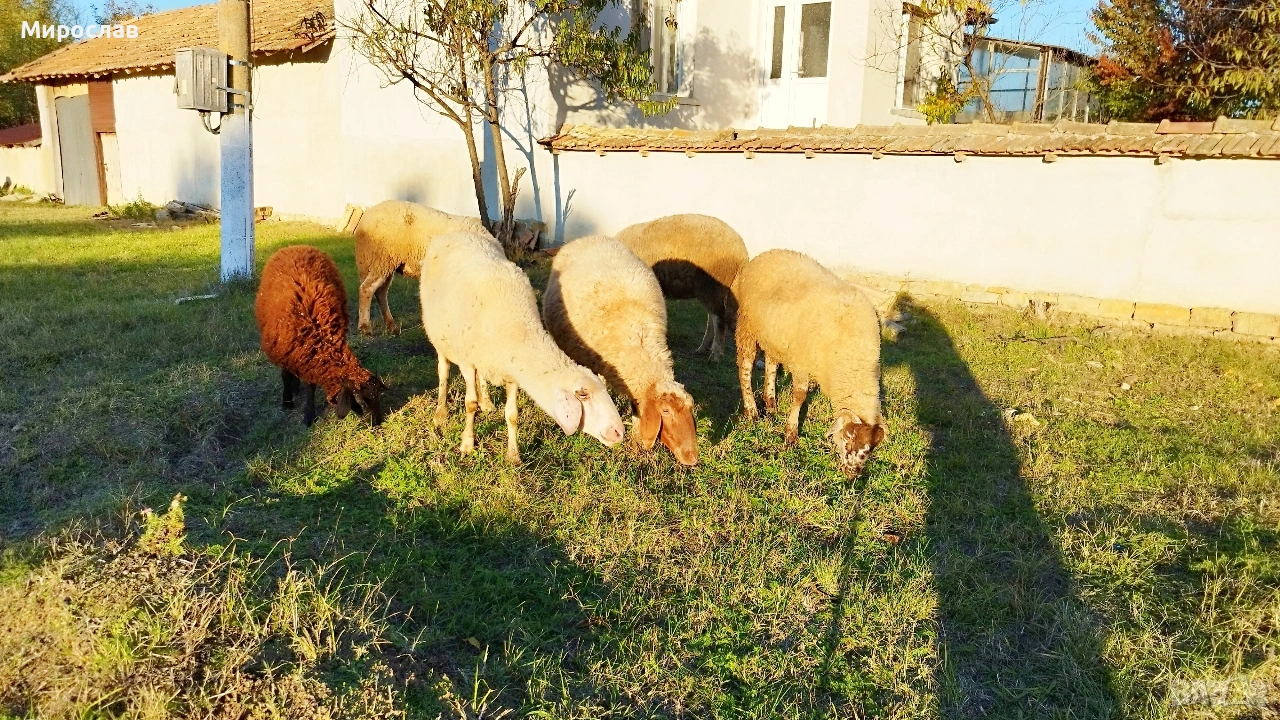 Търся човек да гледа нашите животни, снимка 1