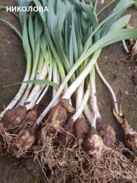 КОКИЧЕТА - луковици, снимка 1