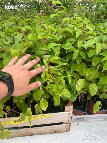 Червено Киви , снимка 1