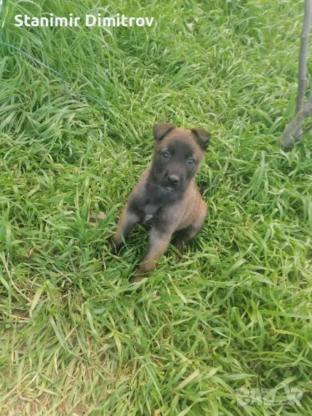 Белгийска овчарка /малиноа /, снимка 1