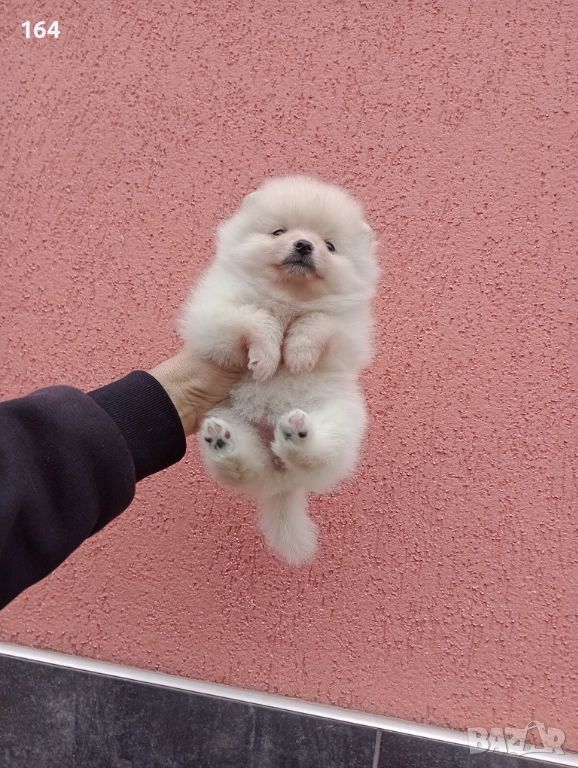 Женски Померани. Момичета. Снимки от 23.12.25 г., снимка 1