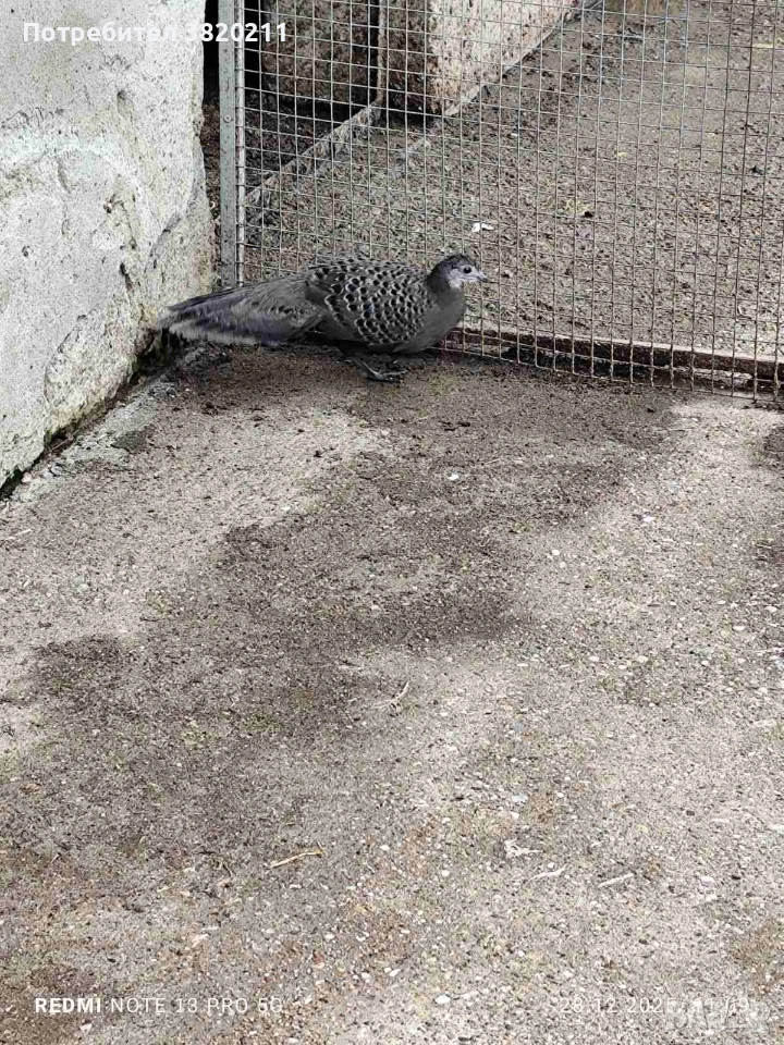 Продавам млада женска Паунова фазанка от 2025г., снимка 1