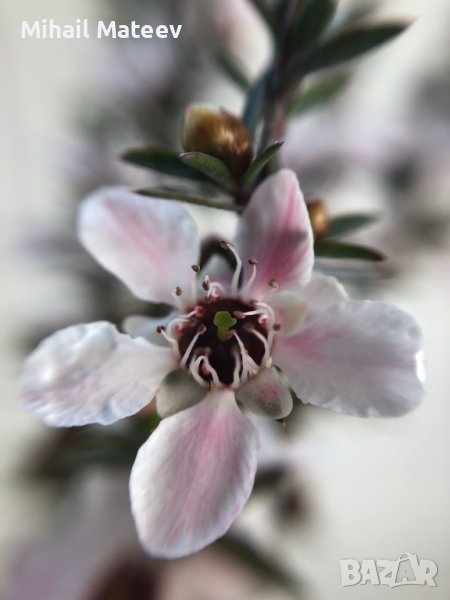 Семена от манука (Leptospermum scoparium), снимка 1