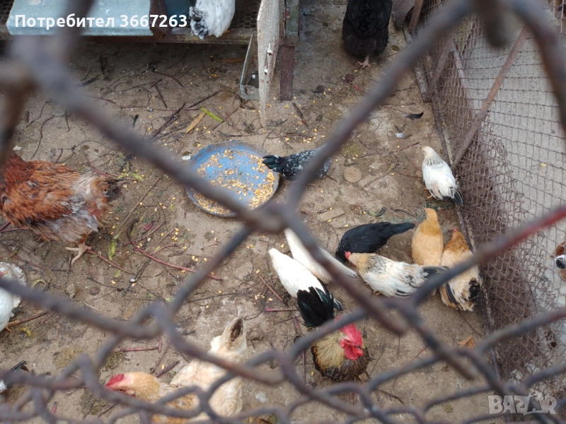  Продавам японски петлета и ярки ''Шабо'', снимка 1