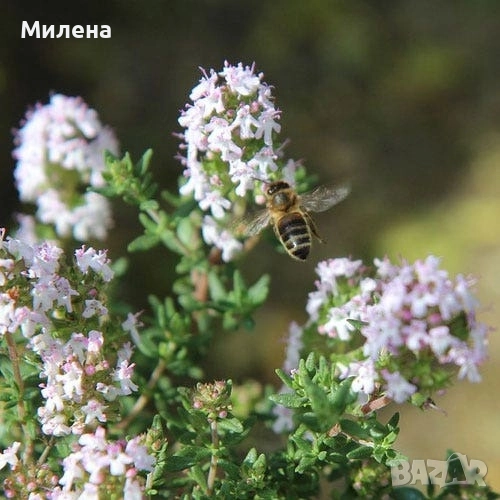 Разсад Лимонена Мащерка / Thymus citriodorus , снимка 1