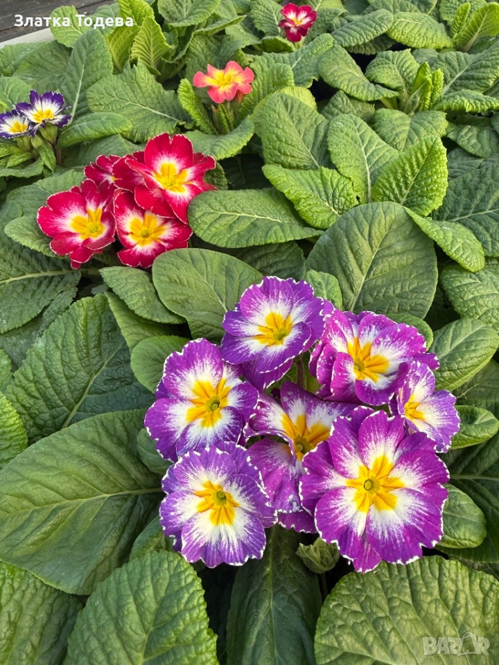 Примула /Иглика/, снимка 1