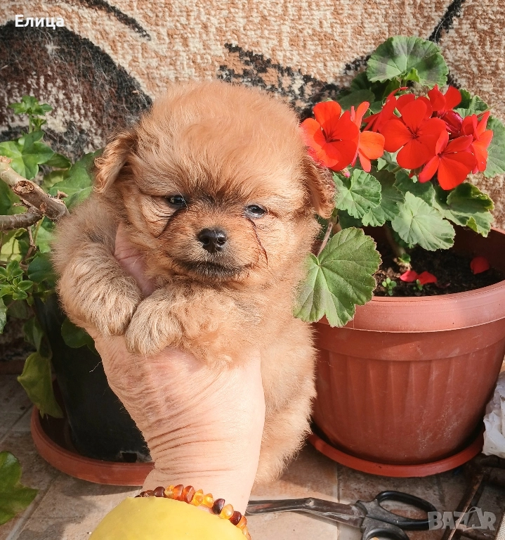 Малтипу Помапу, снимка 1