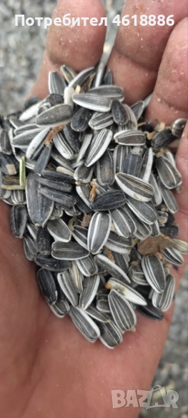 Продавам шарен слънчоглед 850 лв / тон, снимка 1