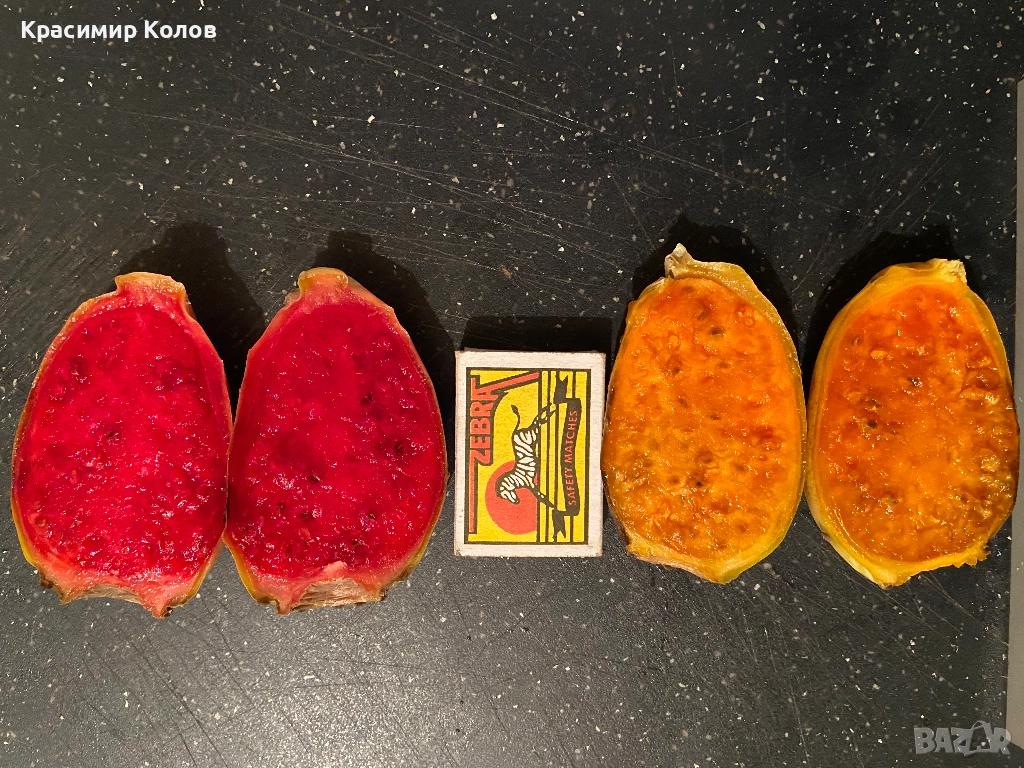 Смокиня индийска два вида, Кактус опунция, Opuntia ficus-indica Etna, екзотични,овощни, снимка 1