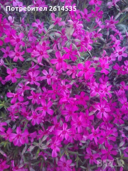 Флокс Стелещ , снимка 1