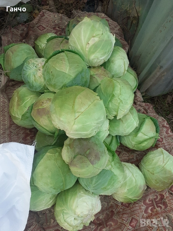 Домашно, ЗЕЛЕ,, снимка 1