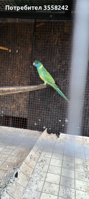 Бернадова розела, снимка 1