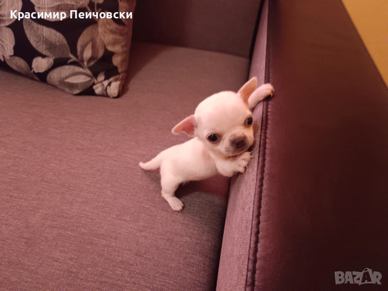 мъжко чихуахуа , снимка 1