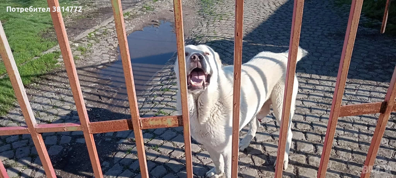 Мъжки алабай , снимка 1