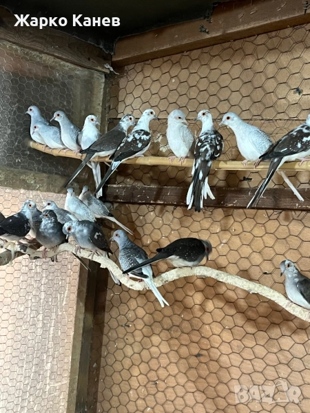 Шарени диамантени гугутки, снимка 1