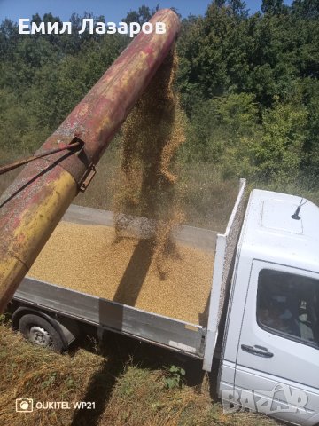 Пшеница (жито)и овес, снимка 2 - За селскостопански - 44002758