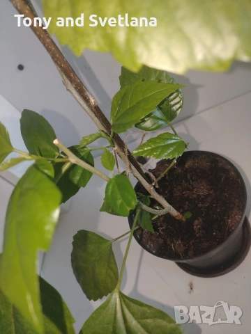 Хибискуси/китайски рози с едри кичести цветове, снимка 5 - Стайни растения - 52044964