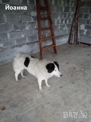 Чистокръвна каракачанка