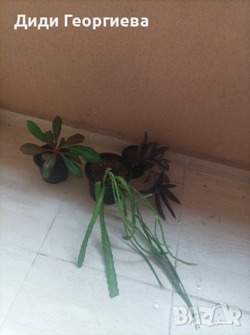 Саксийни, стайни растения 