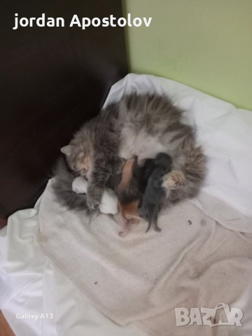 Малки,сладки и гушливи ангелчета търсят своя нов обичан дом!, снимка 3 - Персийска - 52999813