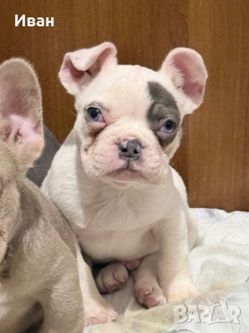 Френски булдог