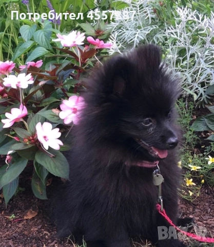 Померански шоколадов шпиц!