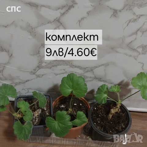 комплект мушкато 