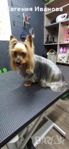 Йоркширски териер си търси приятелка, снимка 7 - Търси партньор - 35108985