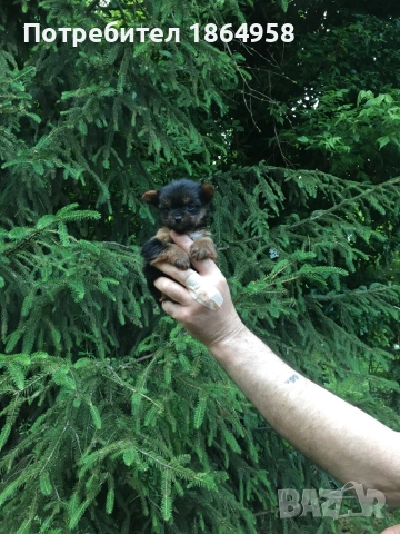 Супер Мини Йорки Доставка, снимка 3 - Йоркширски териер - 52590193